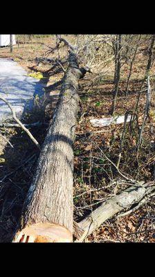 Oak tree removal