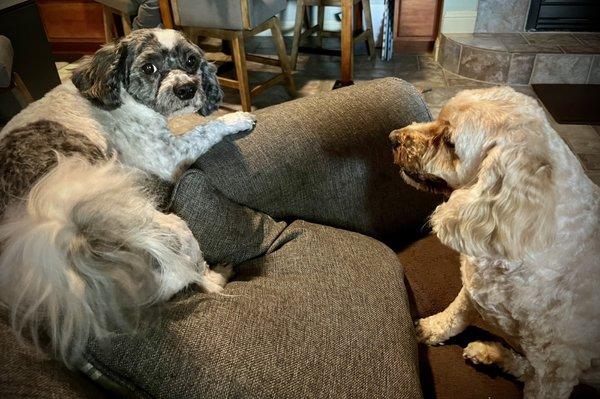 Beautifully groomed Bichon Shih Tzu and Cockapoo