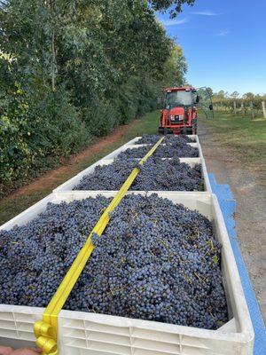 Loading wonderful grapes