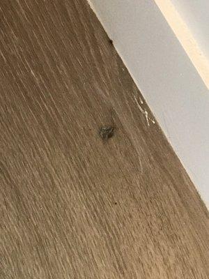 One of multiple dead bugs on floor