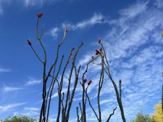 The ocotillo were thriving in the desert this time of year.