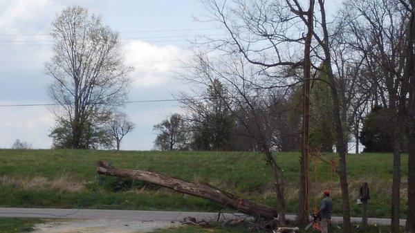 Large dead tree successfully cut down