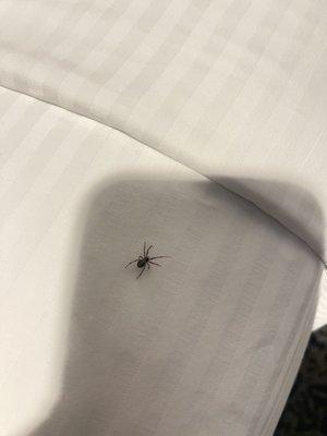 Spider on bed