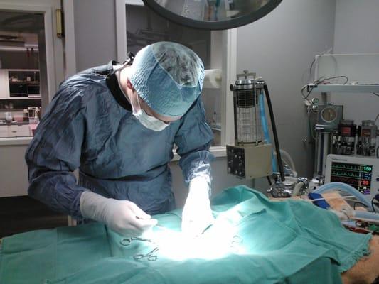 Pets are fully monitored and supported while in surgery using state-of-the-art equipment that is equivalent to human hospitals.