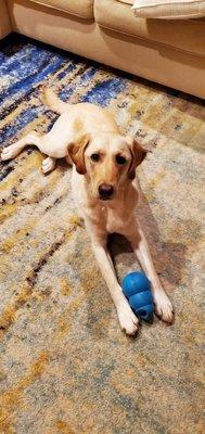 enjoying his free kong toy without having to worry about itchiness