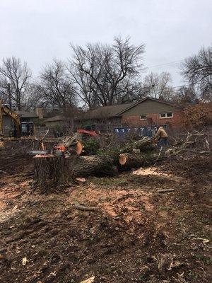 Another part of a property cleanup of removing several trees after a house was demolished!