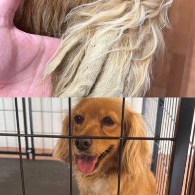 Before and after of full dog grooming!