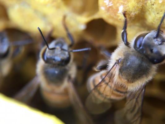 Closeup of bees on comb