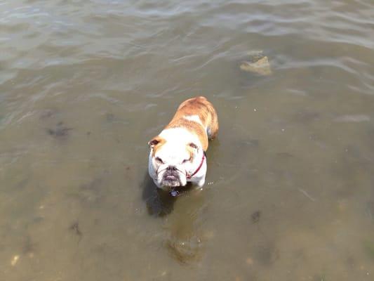 My happy bulldog