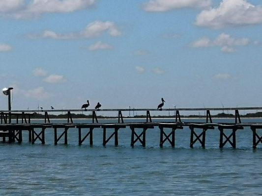 Before or after eating at Baffin Bay, sometimes I walk around to the back to check out the wildlife. Brown Pelicans!