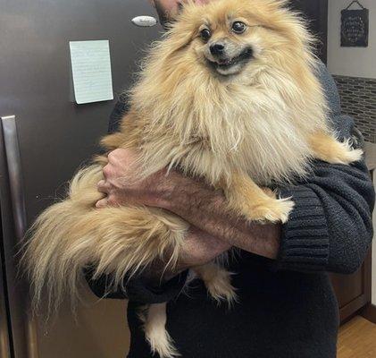 Betty Sue the Pomeranian before haircut with Angela!