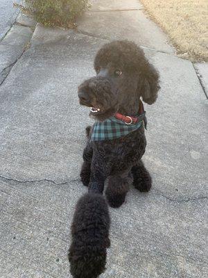 This groomer is fabulous with my standard poodle!  Caring, loving and very kind. You can tell they love animals.