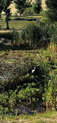 Captured this while walking my puppy at Contra Loma R Regional Park