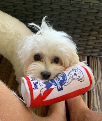 Pebbles the Maltese