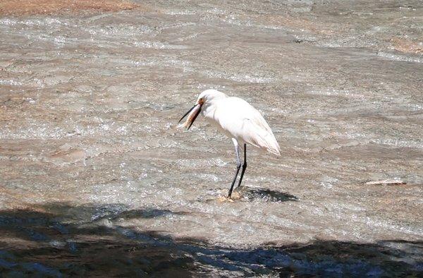 Just off the trail,  a beautiful snowy egret with his catch of the day!