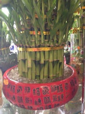 Very lucky bamboo