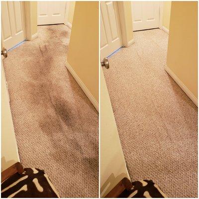 UNIQUE-PRO Carpet Cleaning