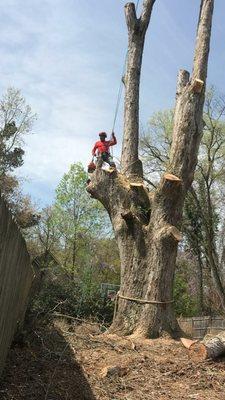 Tree removal