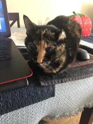 Helping me work when not in the window!