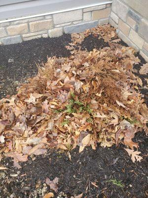 Leaves still in the flowerbeds from last autumn