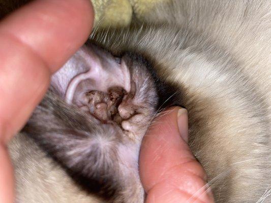 Kaibab Animal Hospital