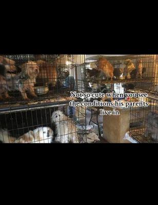 USDA Licensed dog breeding facility