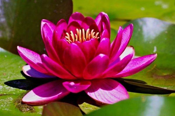 Lotus flower