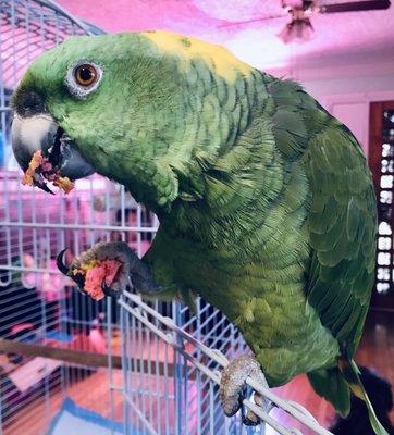 Yellow Naped Amazon Parrot