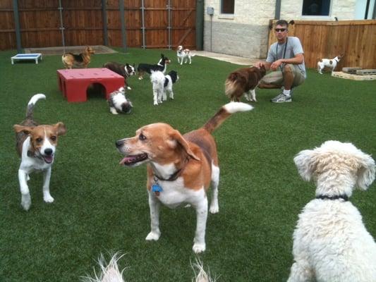 little dog play yard