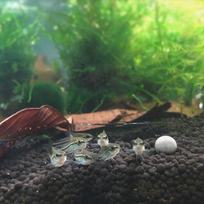 Pygmy Corys (: Still thriving!