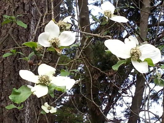 We have 7 beautiful native Dogwood trees on our property.  They are beautiful in the Spring!