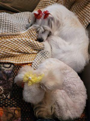 Coco & Bunny napping after groom by the amazing Mari.