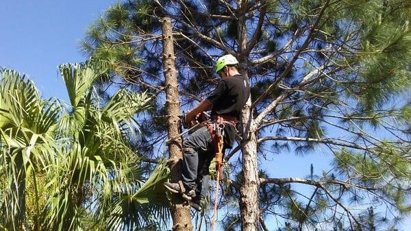 Tree removal is specialty