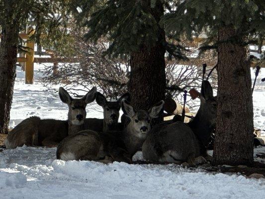 We had a lot of deer right outside our cabin.