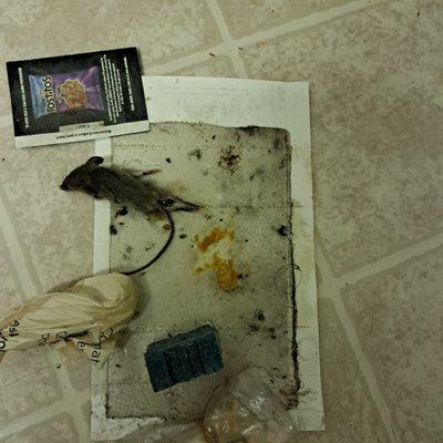 Roaches and Mice at Kent Manor Apartments