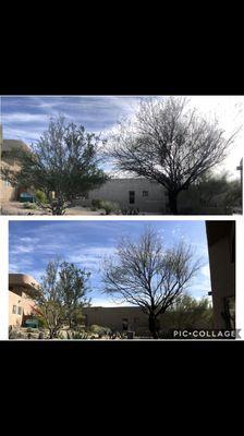 AZ Desert Tree Care