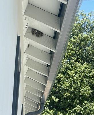 Paper Wasp Nest