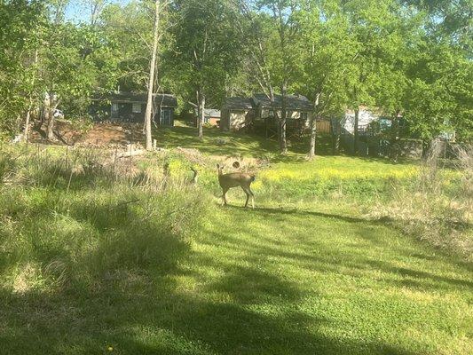 Our deer friends