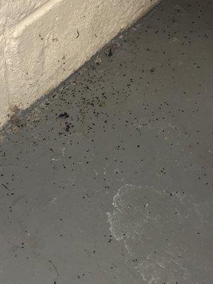 Mouse poop EVERYWHERE