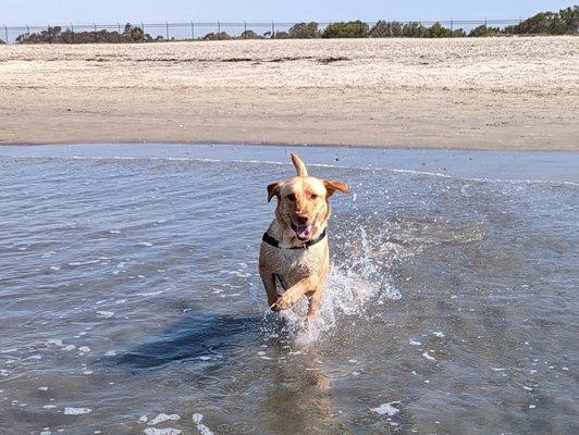 River loving the the beach!