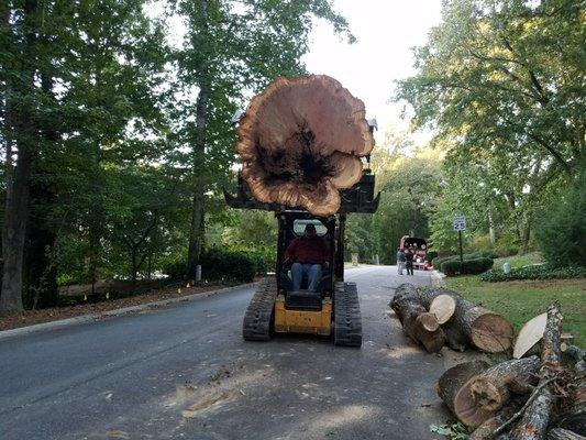 Tree removal by su tree service in Roswell ga