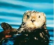 The Sea Otter is on all the checkcards of the Monterey Credit Union