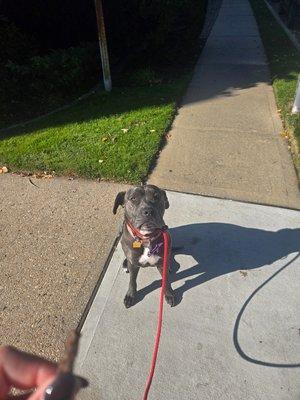 Impulse control and loose leash work