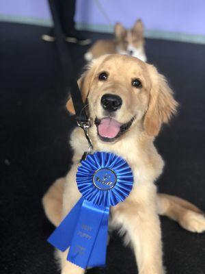 AKC STAR Puppy...and proud of himself, too!