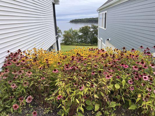 View through flowers to the ocean