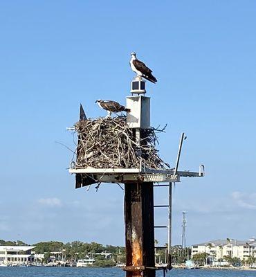 Osprey mom on right and baby on left