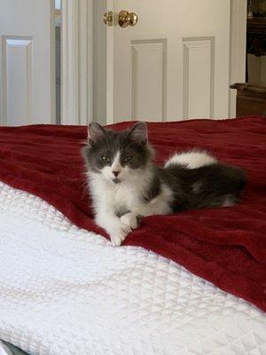 Gabriel, four months, commanding the bed