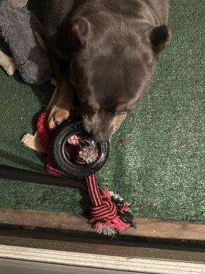 Tire rope chew toy!