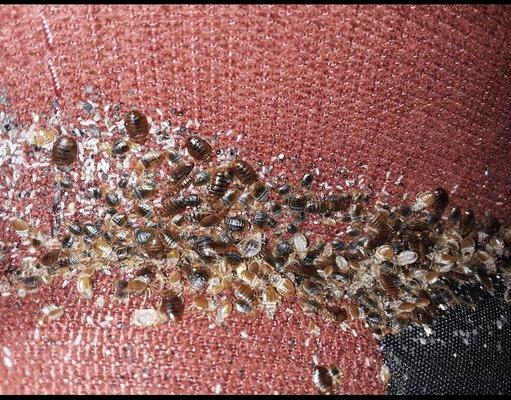 Bedbugs !!!