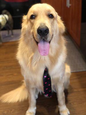 Zack..looking handsome after his grooming at Pet Haven!